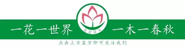 什么样的植物不适合家庭摆放和养护？你知道吗？