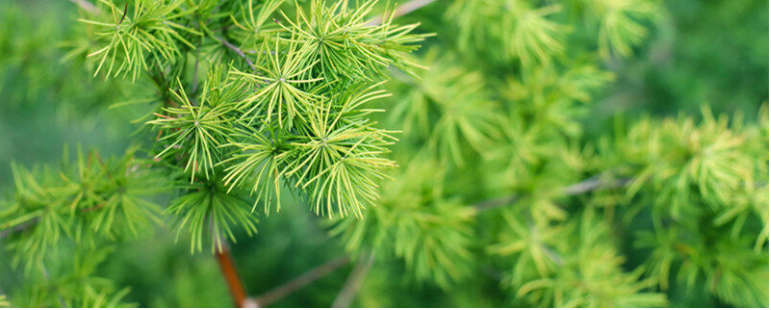 室内养什么花旺财旺运的盆景花卉植物有哪些