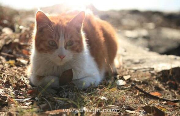 风水堂：梦见猫捕鼠者主得财