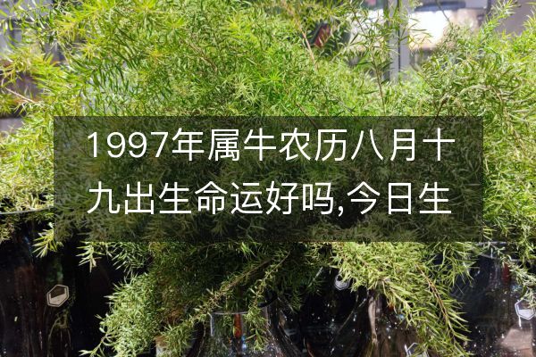 1997 年出生的属牛女五行忌缺查询及命运解析